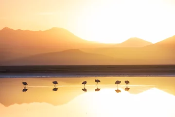 Foto op Canvas Flamingo on sunrise © Galyna Andrushko