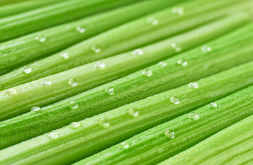 fresh celery background with water drops, selective focus.