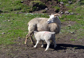 Sheep with lambs in pasture in Iceland