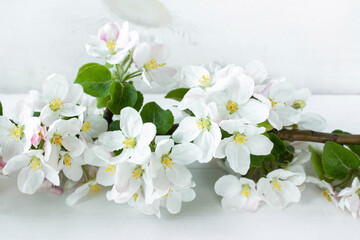 A beautiful sprig of an apple tree with white flowers against a white wooden background. Blossoming branch. Spring still life. Place for text. Concept of spring or mom day