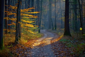 autumn forest in the morning. "Mystic Trail: The Haunting Beauty of Autumn"