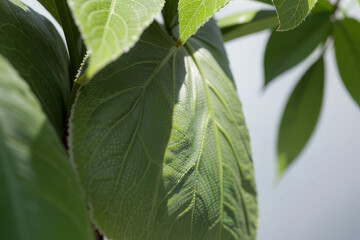 a close up of a leaf on a tree, dark green,generative ai