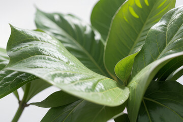 a close up of a leaf on a tree, dark green,generative ai