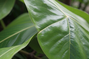 a close up of a leaf on a tree, dark green,generative ai