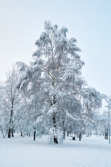 Birch tree covered with frost and snow in a winter park