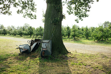 wheelbarrow leaning against tree on apple orchard