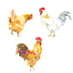 Chicken and roosters watercolor painted isolated on white set for all prints.