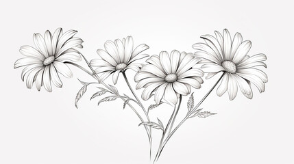 A line drawing of daisies