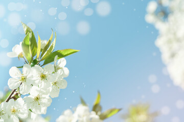 Blooming white apple or cherry blossom on background of blue sky. Happy Passover background. Spring Easter background. World environment day. Easter, Birthday, womens day holiday. Top view. Mock up.