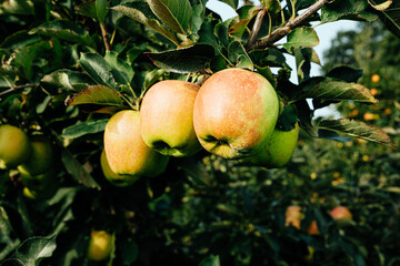 Ripe Apples in Orchard ready for harvesting