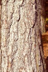Scots pine bark close up detail