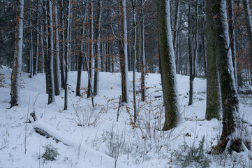 The forest floor is covered in snow on a December day in Norway.
