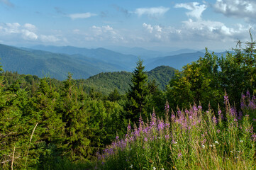 Panorama of Ivan tea flowers in the mountains, green trees and blue sky, sunny day.