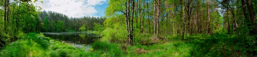 Spring forest and field on a background of blue sky