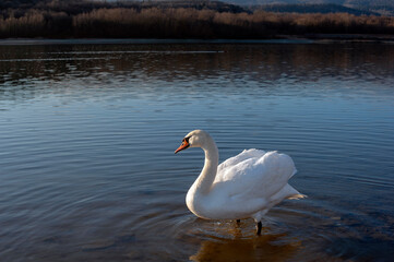 Naklejka premium A white majestic swan floats in front of a wave of water. Young swan in the middle of the water. Drops on a wet head.