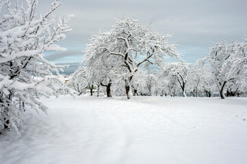 A city park without people in winter. Quarantine concept. Snow-covered trees. Winter in the city park.