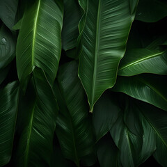 Abstract green leaf texture, tropical leaf foliage nature dark green background.