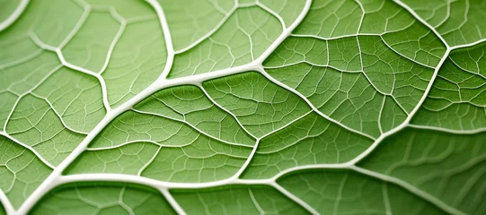 Foto op Canvas Macro view: Bright green leaves reveal intricate patterns, showcasing the beauty of nature's organic design. © EdNurg