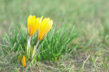 Blooming crocuses in a green meadow. Crocus Iridaceae. Iris Family. Early Spring time background. Valentine's day. Flowering yellow Crocus. Spring primroses. Springtime background.