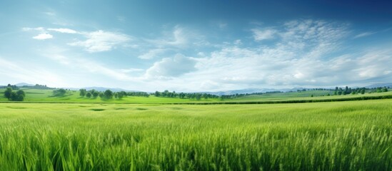 Fototapeta na wymiar Panoramic meadow. Summer good weather natural scenic panorama green field.