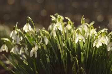 Close-up image of Snowdrop flowers (Galanthus nivalis). White snowdrop flower in spring with four petal leaves. Flowers on a spring morning. First spring snowdrops wake up. Snowdrop or common snowdrop