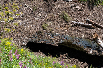 Ice from an avalanche in the mountains against a background of green grass and flowers.