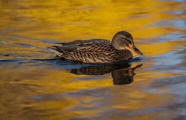 The image shows a duck swimming in water. It depicts an aquatic bird in a natural outdoor setting,...