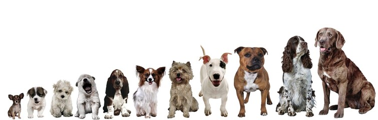A composition of pretty dogs sorted by size