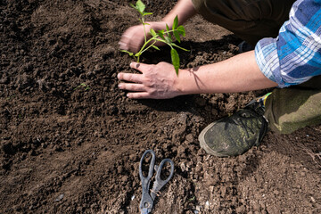 Men's hands plant tomato seedlings in the ground.