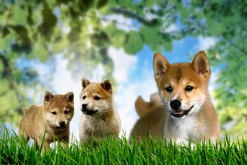 The shiba (also called small dog or bush dog) is a very ancient dog breed of Japanese origin (3)