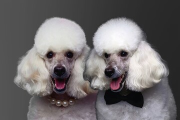 Two very nice poodles