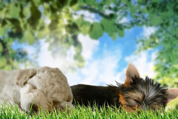 Two beautiful puppies sleeping in an idyllic landscape