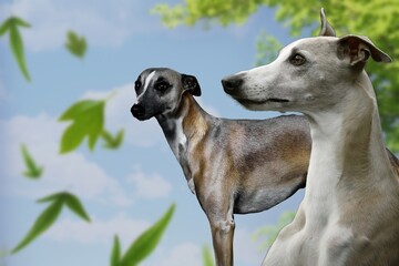 Whippet, a small greyhound with great athletic skills