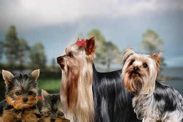 Yorkshire terrier