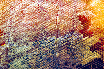 Drop of bee honey drip from hexagonal honeycombs filled with golden nectar