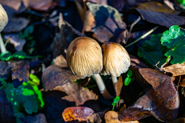 Photography to theme large beautiful poisonous mushroom in forest on leaves background