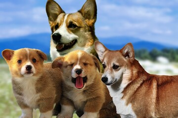 Some specimens of welsh corgi pembroke a dog breed of British origin