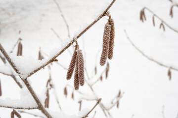 Hazelnut catkins under the snow. Hazelnut plantation in winter.