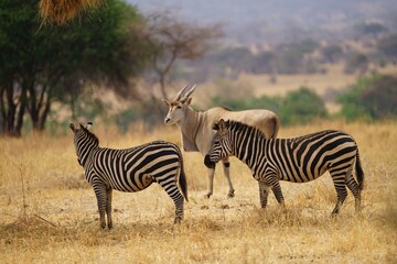Fototapeta na wymiar african wilderness, zebras, eland antelope