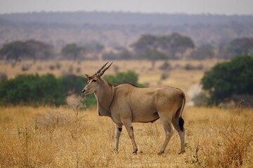 Naklejka na ściany i meble african wilderness, eland antelope