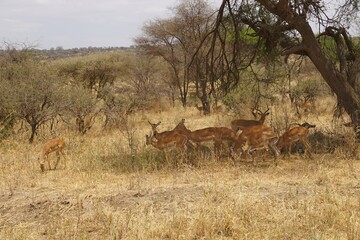 african wilderness, group of impalas