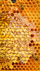 Honeycombs with honey, macro photo. Natural honey. Top view.