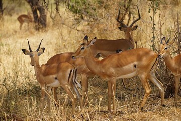 african wilderness, group of impalas