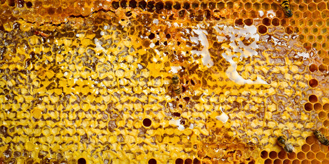 Honeycombs with honey, macro photo. Natural honey. Top view.