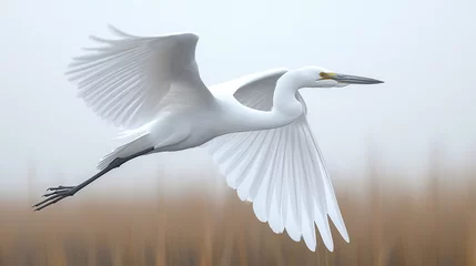 Foto op Plexiglas snowy egret flying in flight © AA