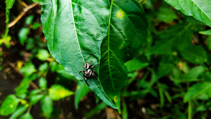 tiny spider