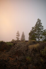 fog in the mountains