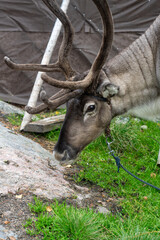 Reindeer farm in Finland Lapland Rovaniemi in summertime