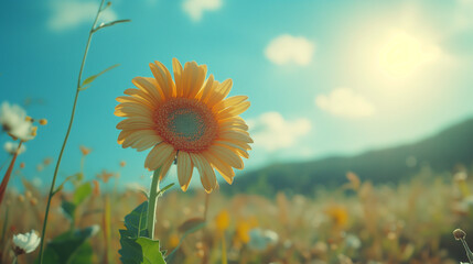 Sonnenblume in der Sonne es ist ein schöner Tag
