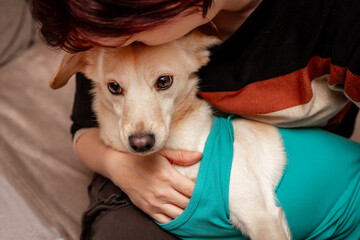 Owner loves her sick dog at home, protection after a operation with a recovery suit or body - obrazy, fototapety, plakaty